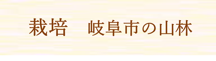栽培場所　岐阜市の山林
