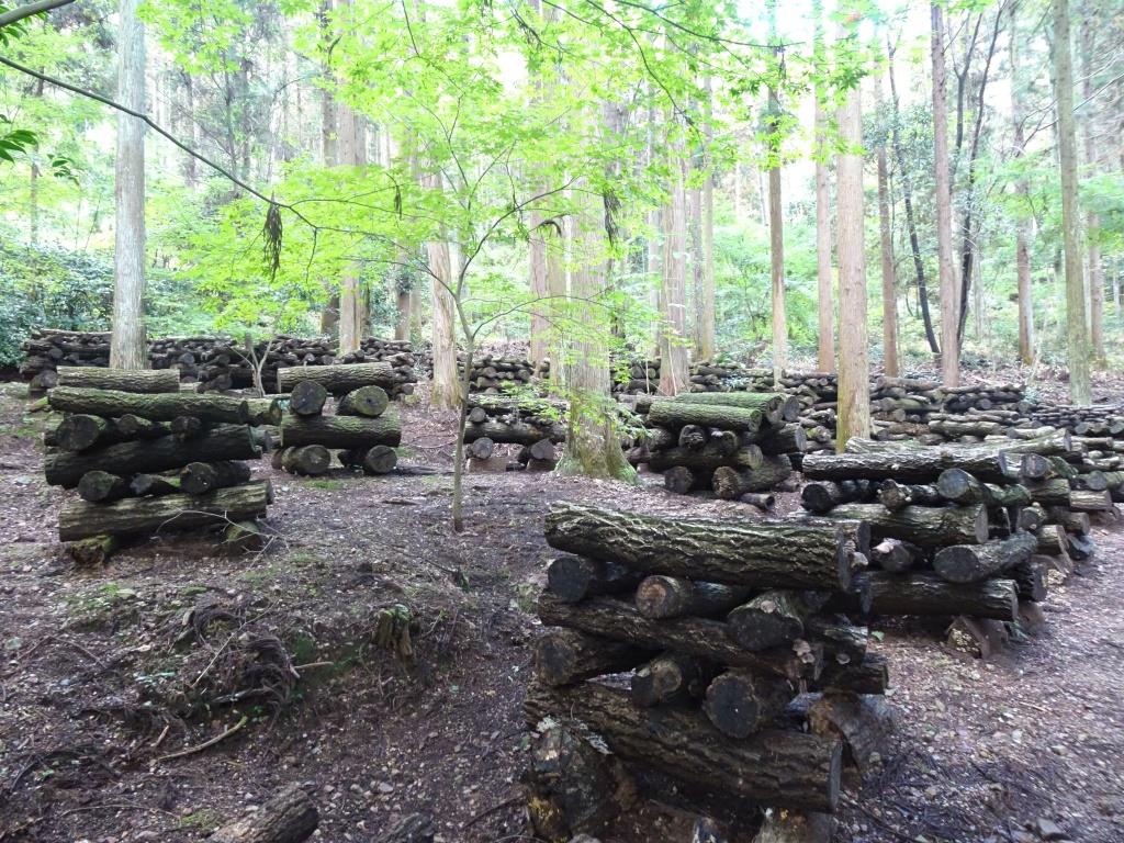 しいたけの山